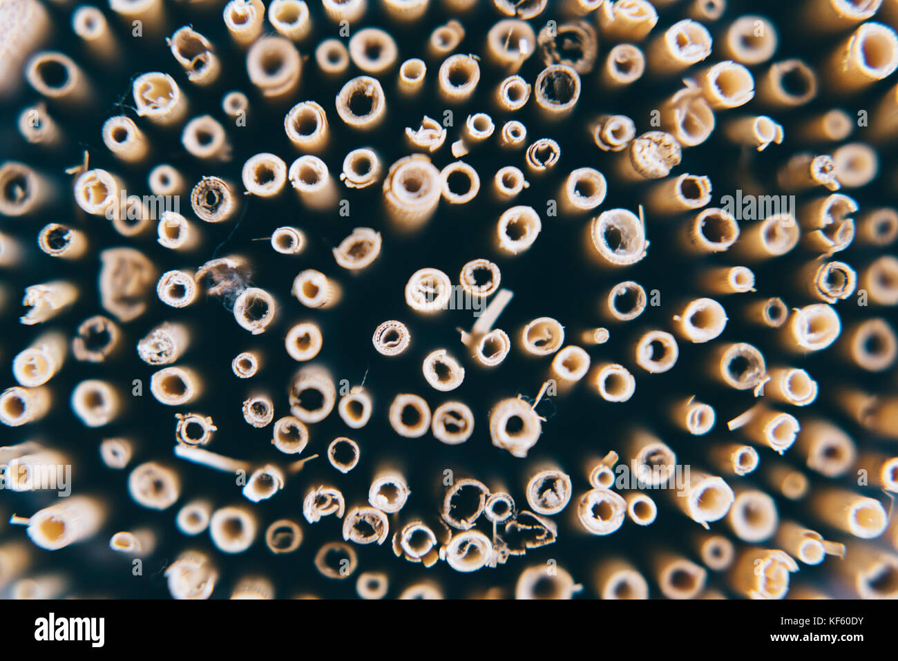 Cane Reed Mat Screen Cane screen hi-res stock photography and images - Alamy