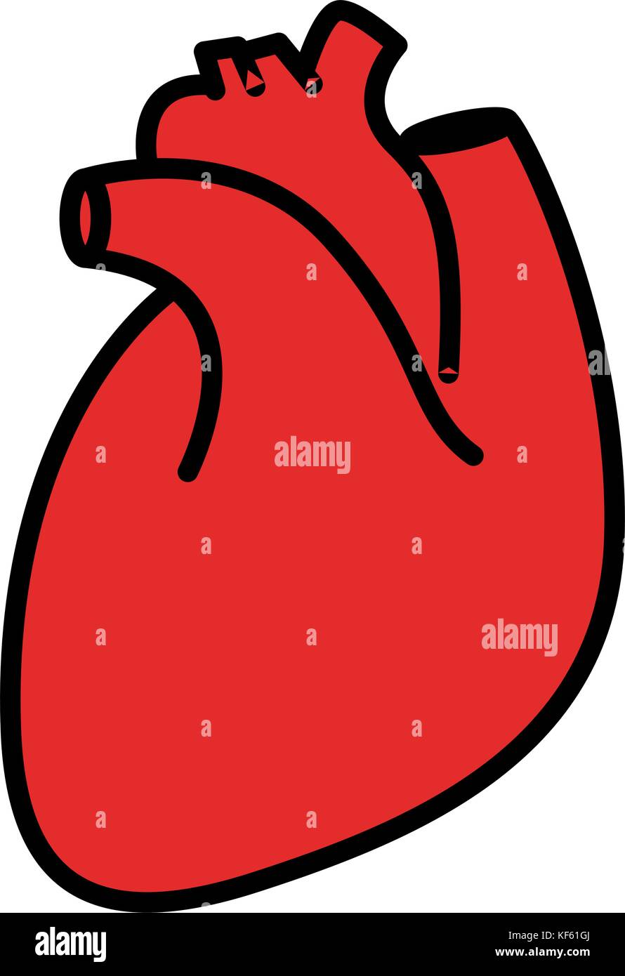 Red human heart Stock Vector