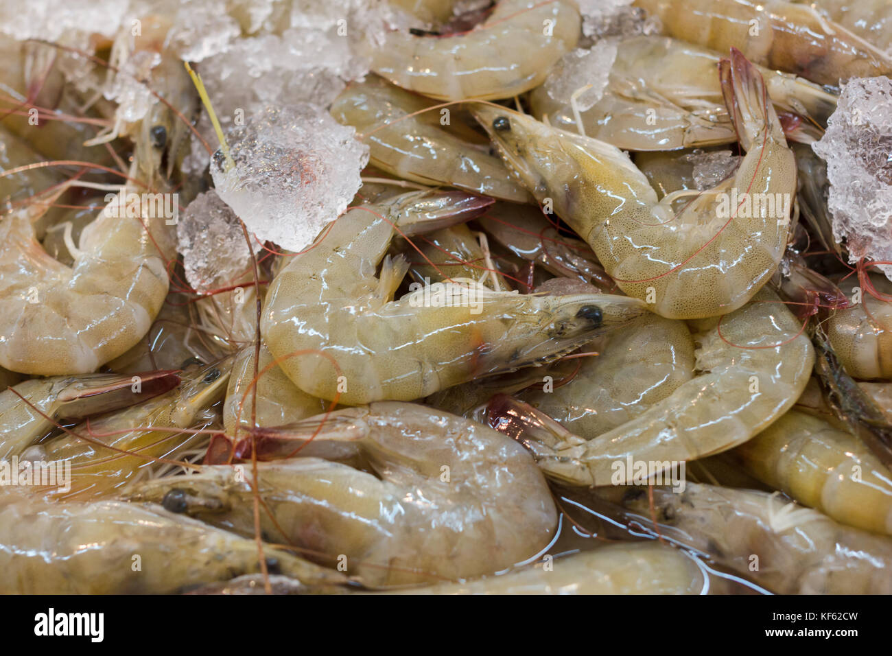 Banana prawn farm hires stock photography and images Alamy