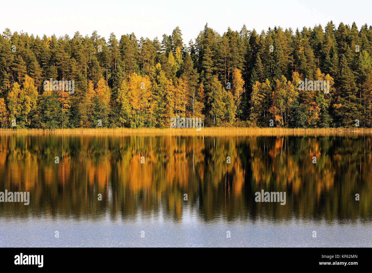 Landscape of a lakeshore with colorful fall foliage which reflects on a tranquil blue lake in autumn. Stock Photo