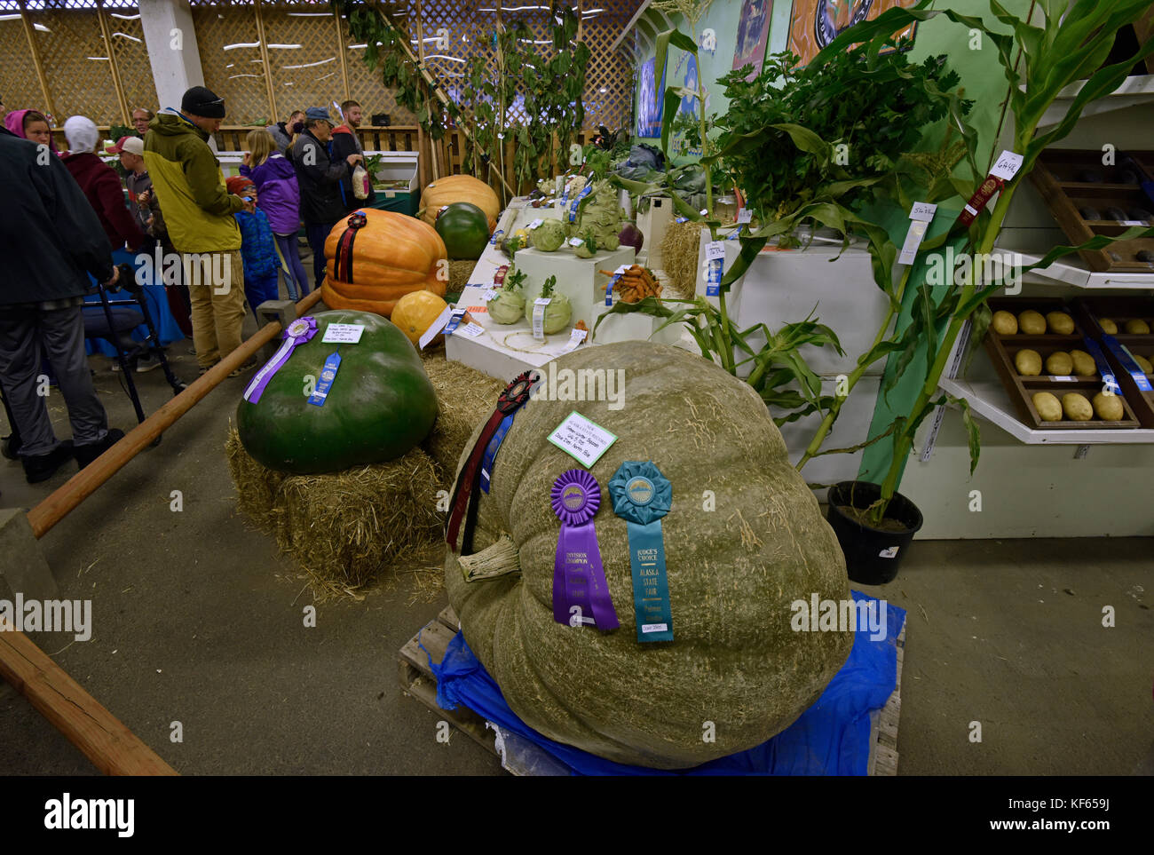 Alaska State Fair, Food, Produce, vegetables, Palmer, Alaska, USA