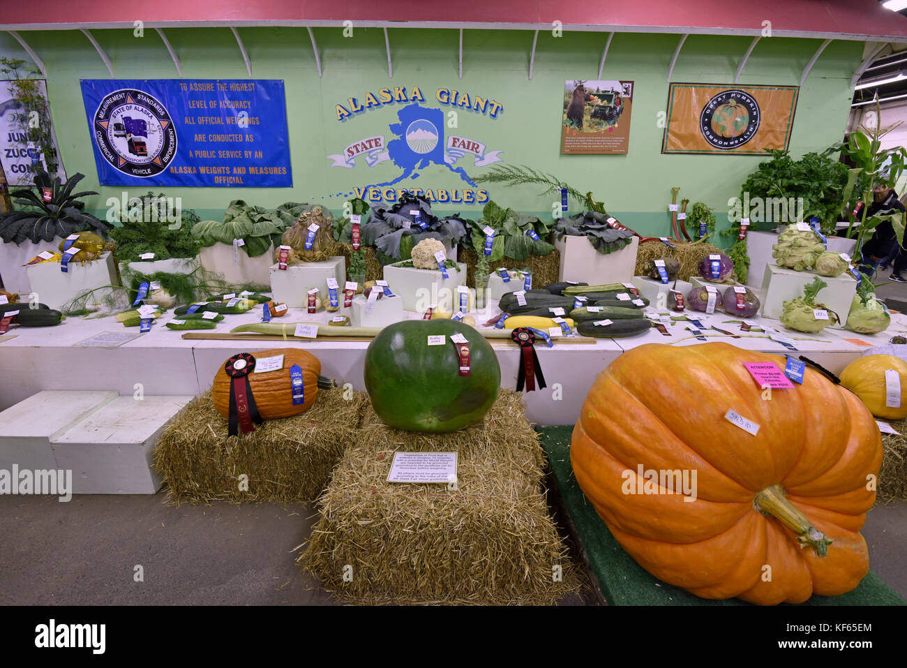 Alaska state fair cabbage hires stock photography and images Alamy