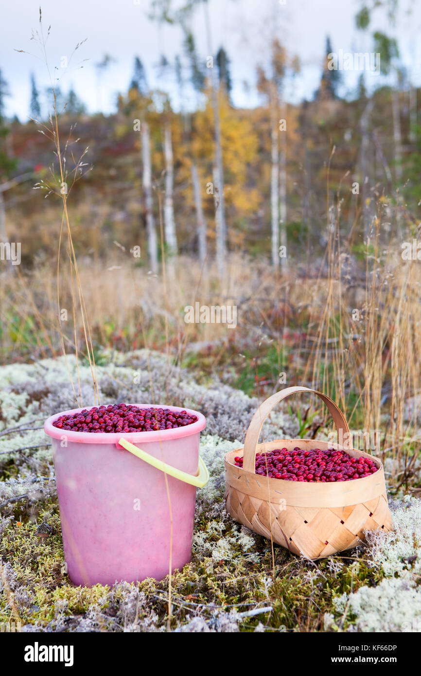 Bucket and basket with red bilberries on a moss in the Karelian forest