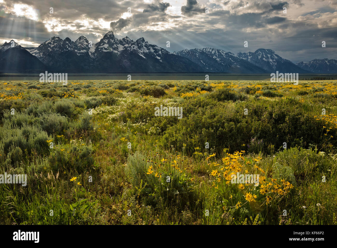 WY02491-00...WYOMING - Sun streaking through the clouds on the balsamroot blooming in the vast meadows along the Antelope Flats Road in Grand Teton Na Stock Photo