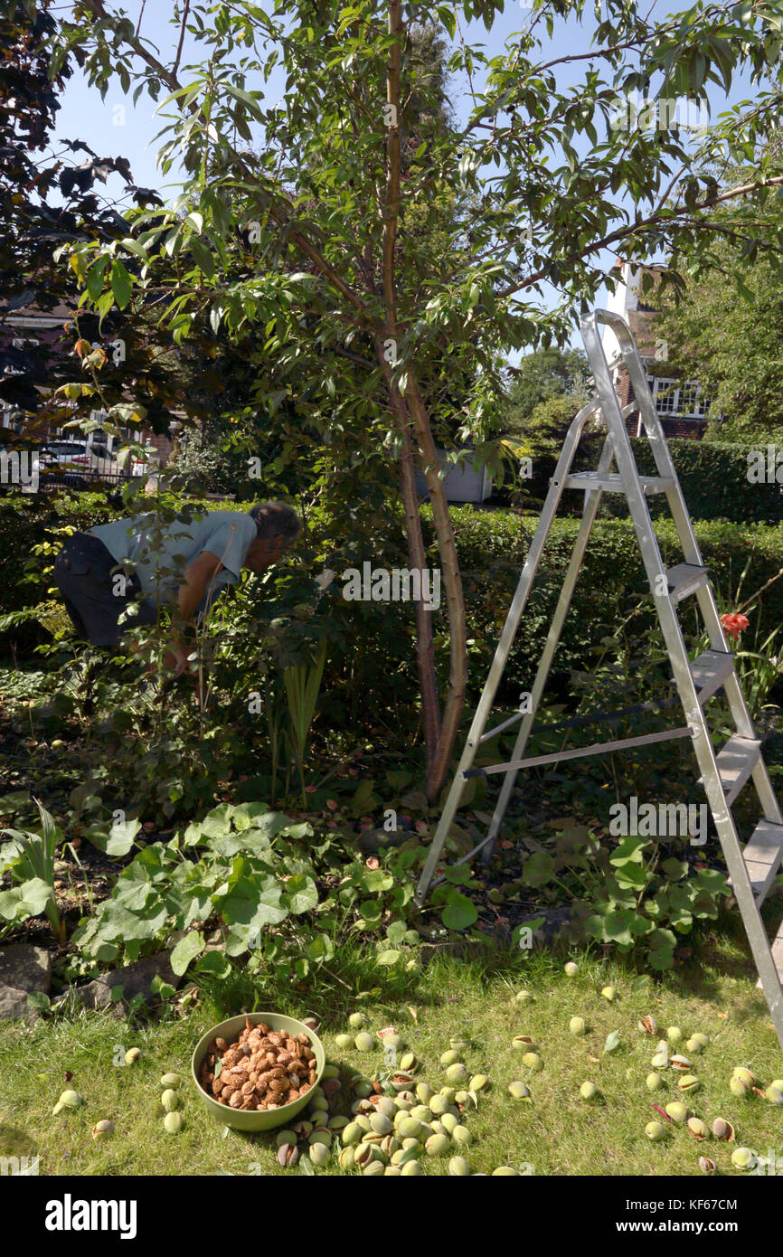 Man Harvesting Almonds From Almond Tree In Garden Surrey England Stock
