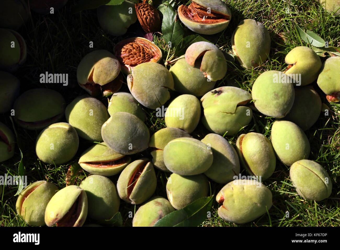 Harvesting Almonds Drupes From Almond Tree In Garden Surrey England