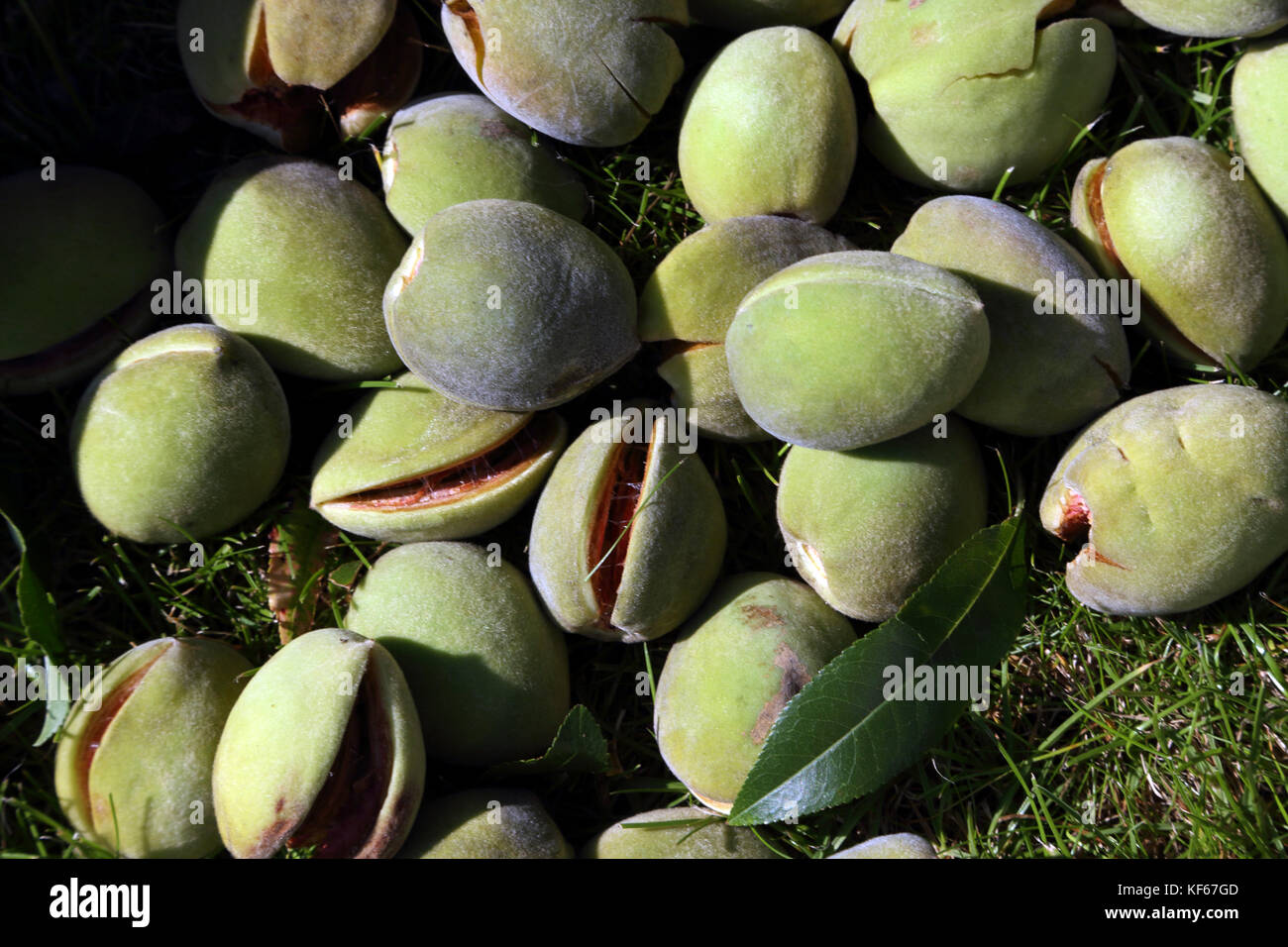 Harvesting Almonds Drupes From Almond Tree In Garden Surrey England