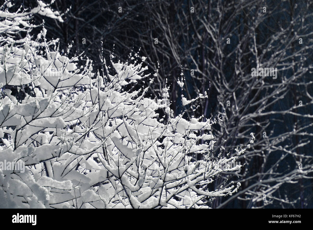 Tree branches covered with lot of snow close up Stock Photo - Alamy