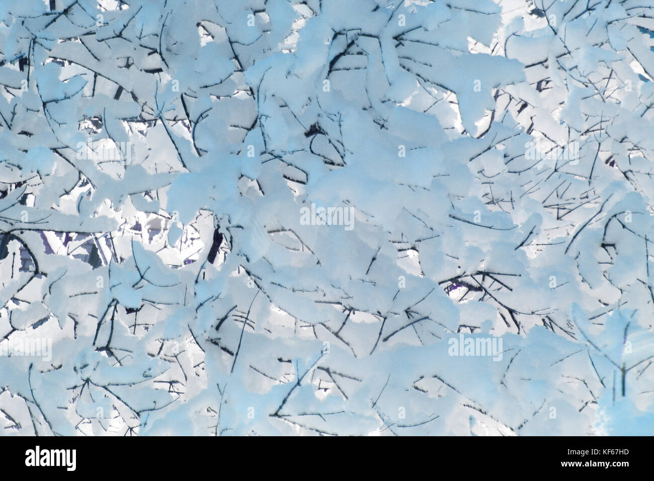 Tree branches covered with lot of snow close up Stock Photo - Alamy