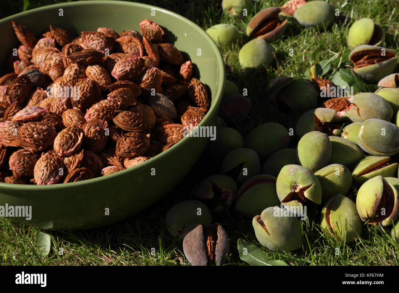 Harvesting Almonds From Almond Tree In Garden Surrey England Stock