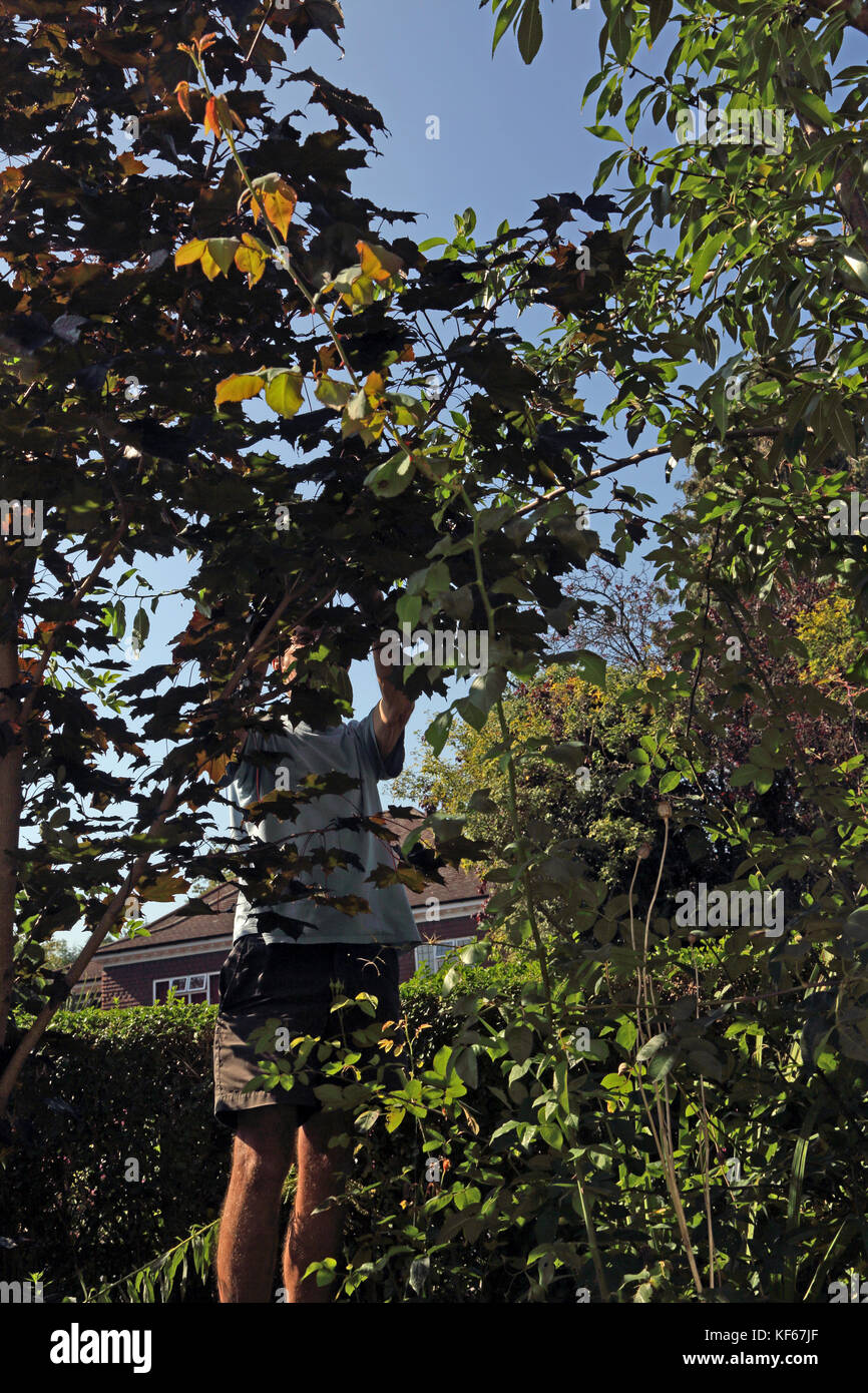 Man Harvesting Almonds From Almond Tree In Garden Surrey England Stock