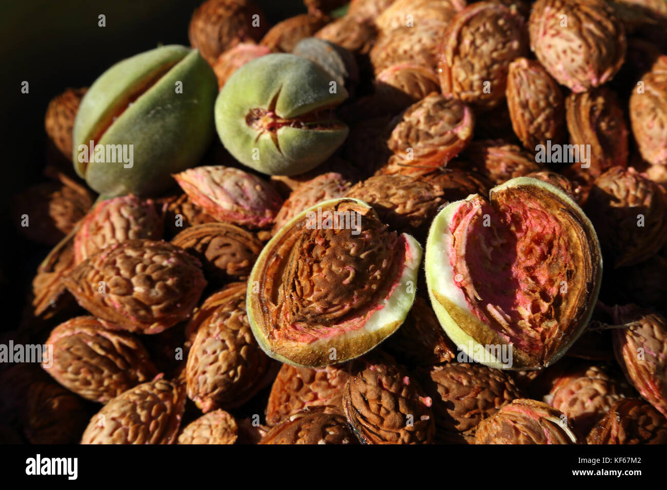 Harvesting Almonds From Almond Tree In Garden Showing the Endocarp