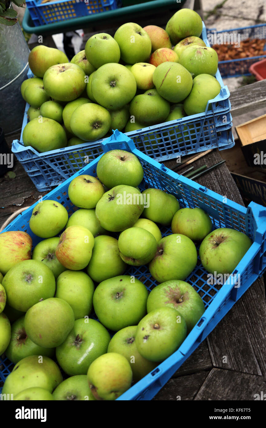 Apple Harvest Cooking Apples In Mushroom Crates Surrey England Stock