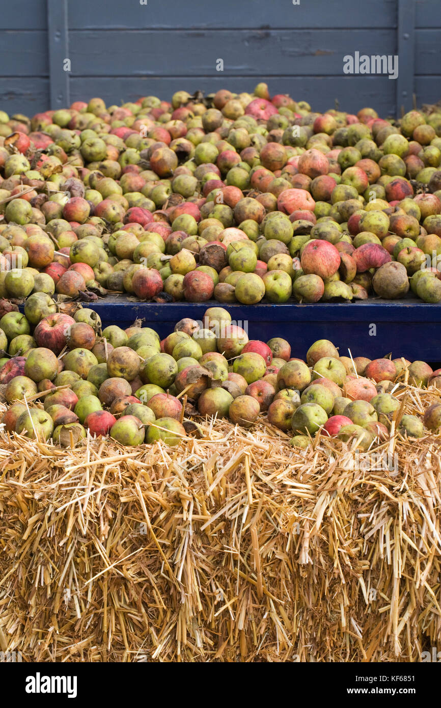 Cider apples on an old cart at RHS Malvern Autumn Show. Stock Photo