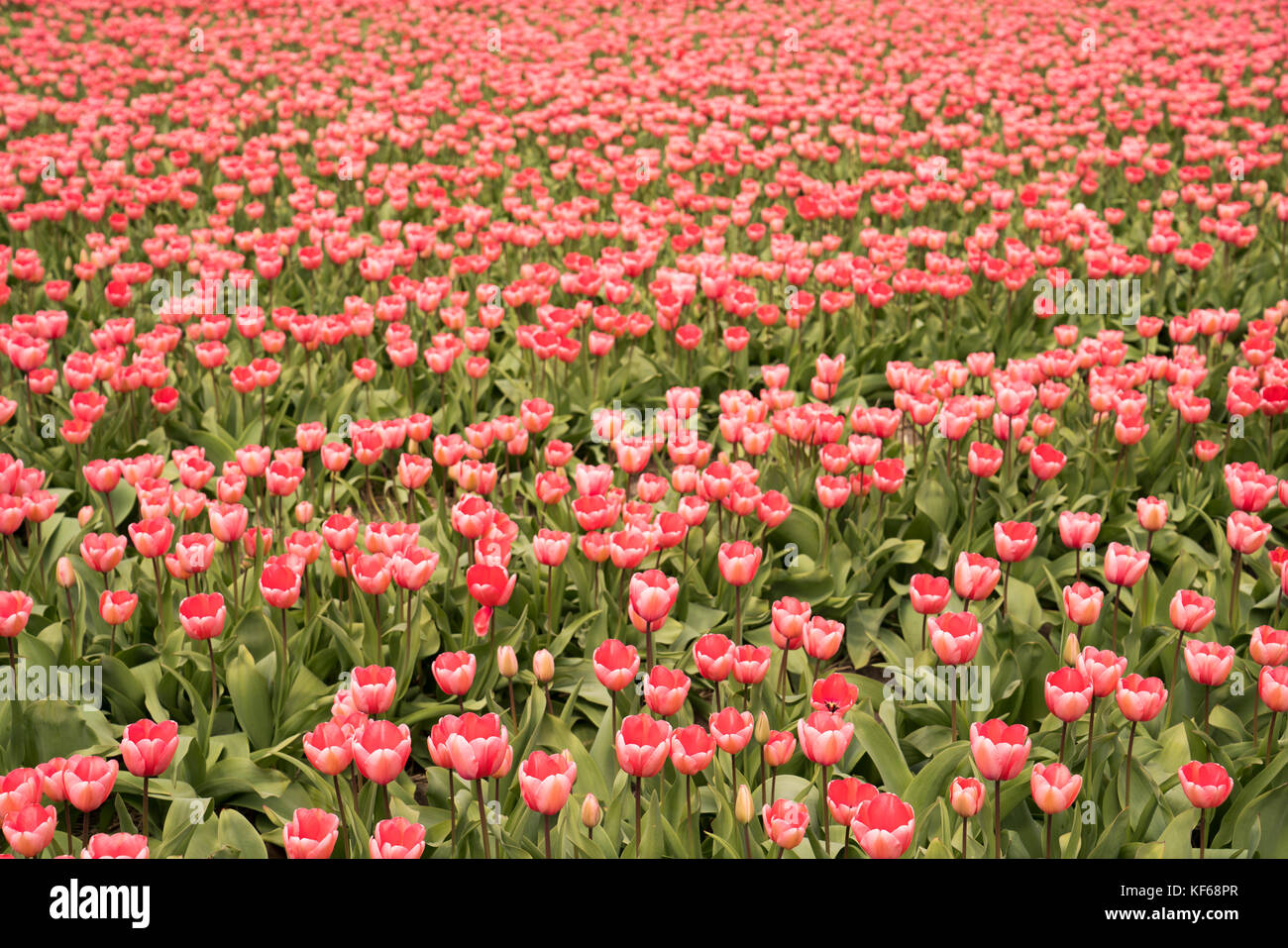 Flower Fields nearby Lisse & Amsterdam, The Netherlands Stock Photo