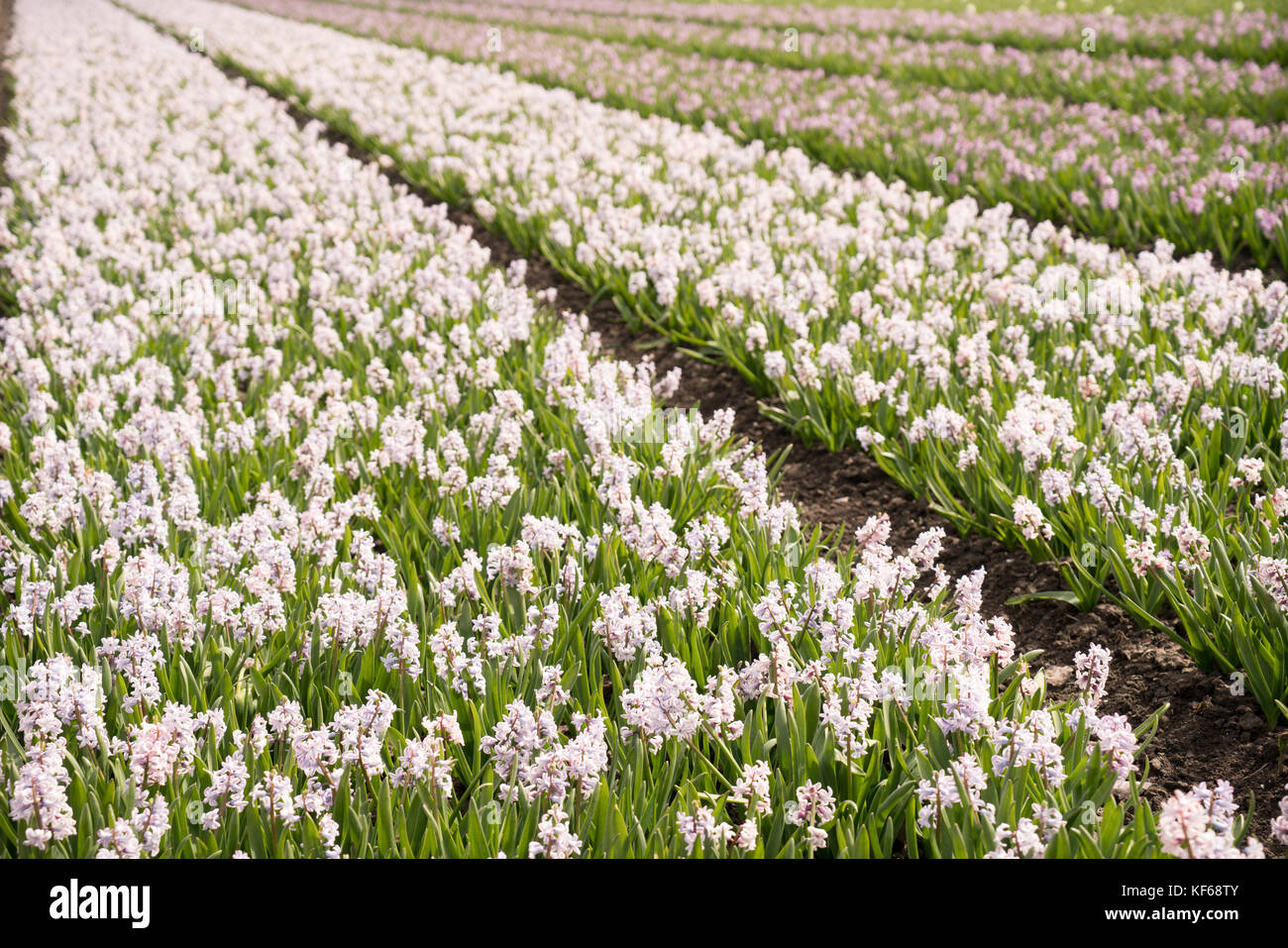 Flower Fields nearby Lisse & Amsterdam, The Netherlands Stock Photo