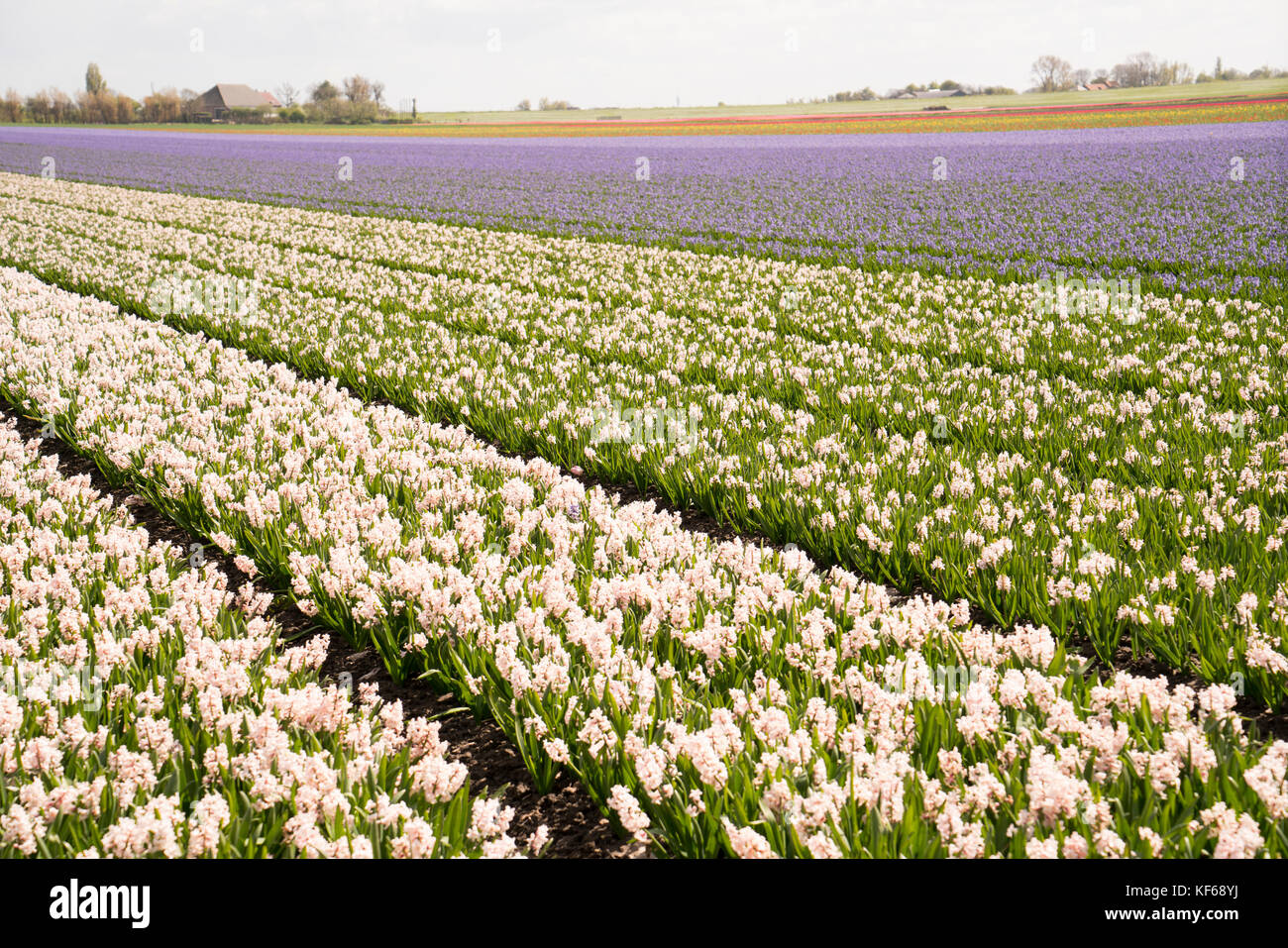 Flower Fields nearby Lisse & Amsterdam, The Netherlands Stock Photo