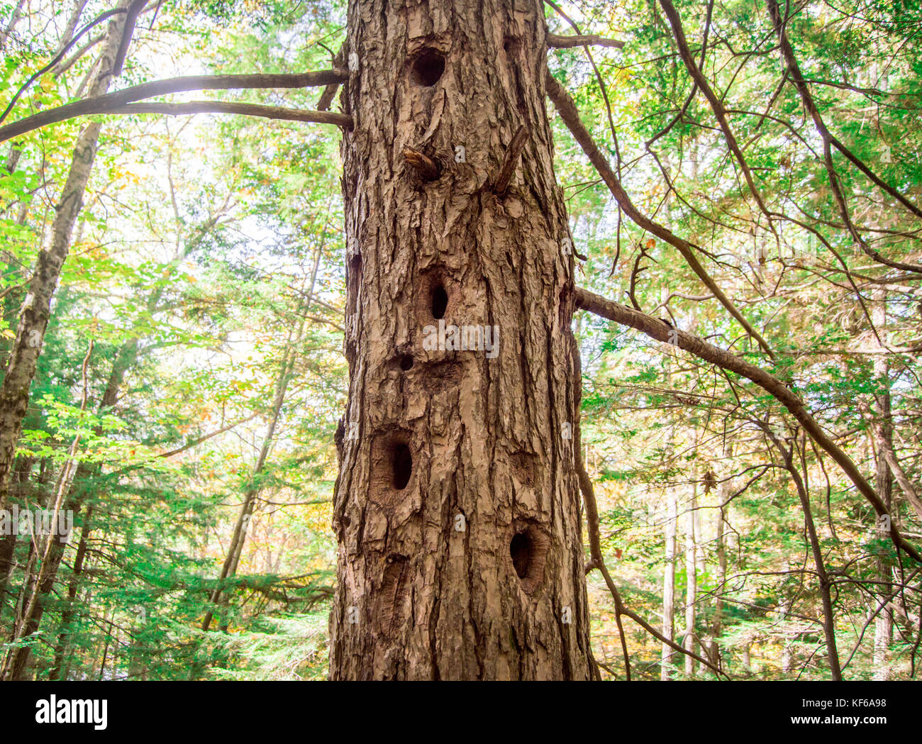 A pine tree has bark that is covered with large woodpecker holes Stock