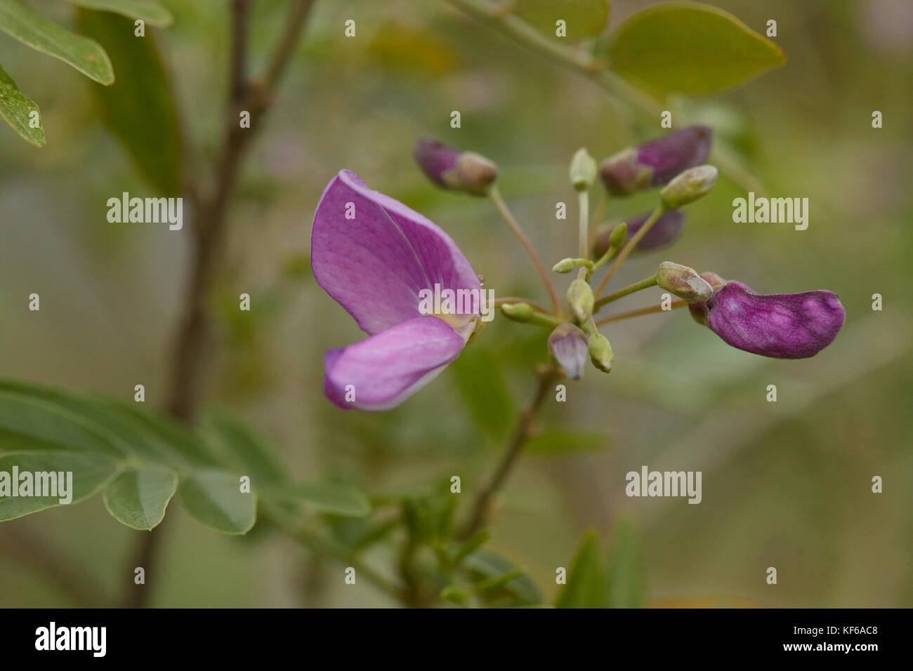 closeup image of spring flowers that growing in the forest Stock Photo ...