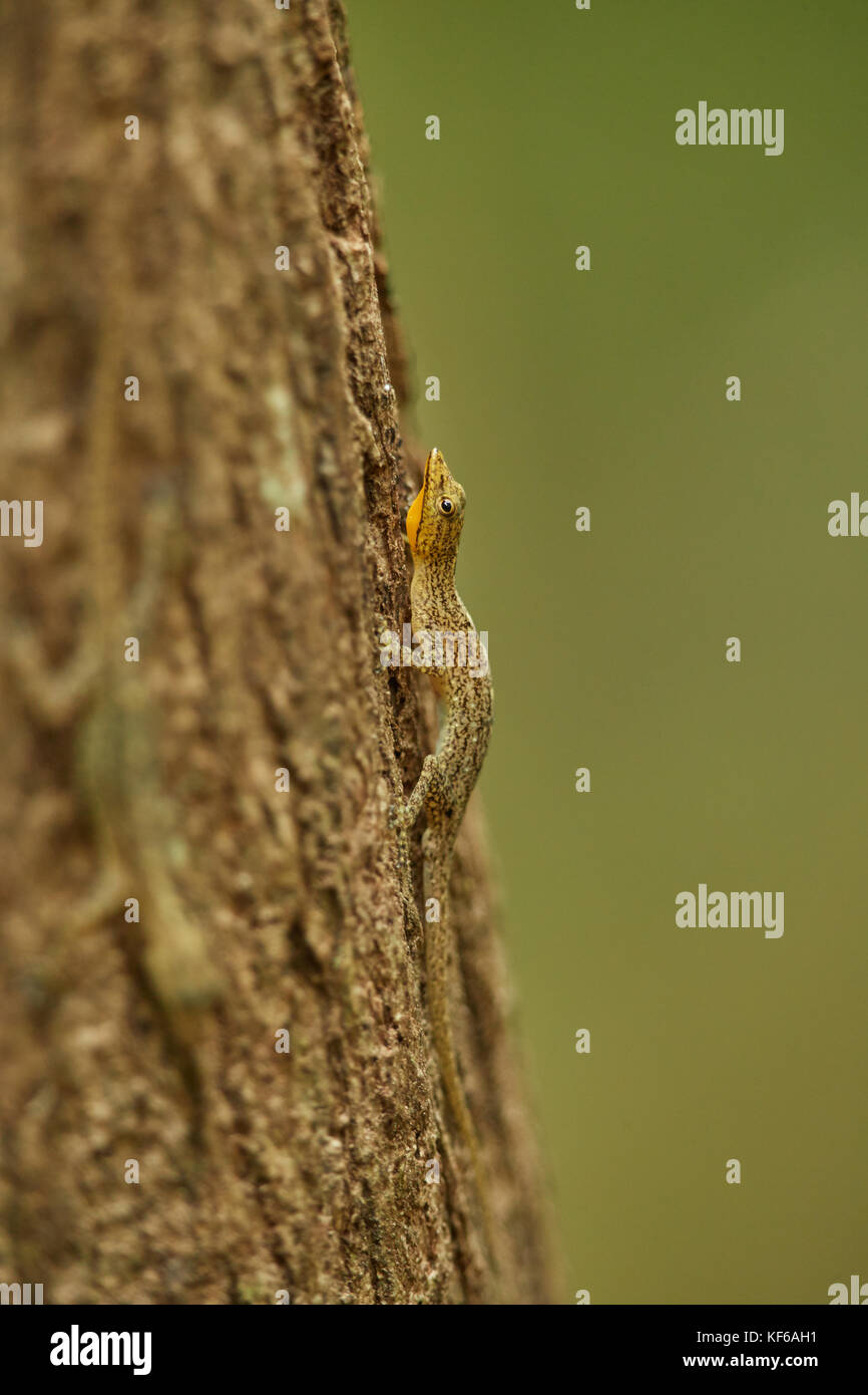 Small forest lizards in natural habitat Stock Photo Alamy