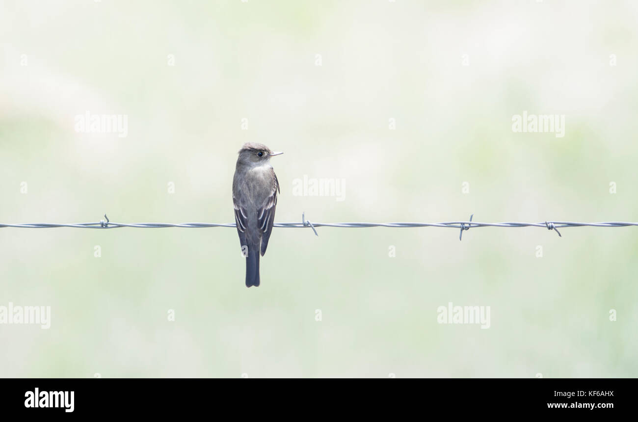 Western Wood-Pewee (Contopus sordidulus) on a Narbed Wire Fence in Eastern Colorado Stock Photo