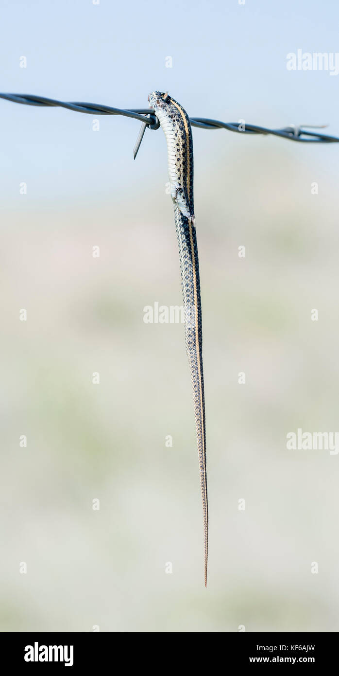 Garter Snake (Thamnophis) Impaled on Barbed Wire by a Loggerhead Shrike in Rural Eastern Colorado Stock Photo - Alamy Garter Snake (Thamnophis) Impaled on Barbed Wire by a Loggerhead Shrike in Rural Eastern Colorado Stock Photo - Alamy