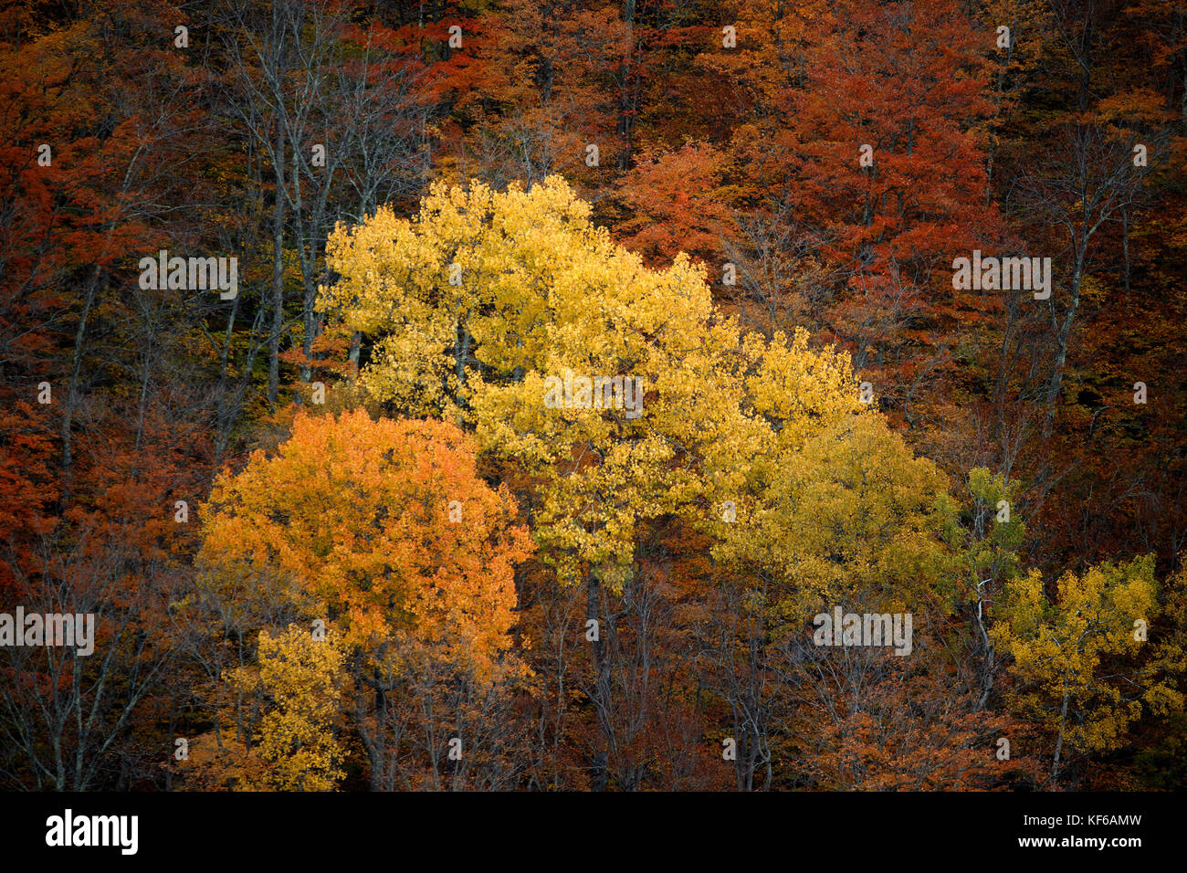 Fall autumn foliage, The Berkshires, western Massachusetts Stock Photo