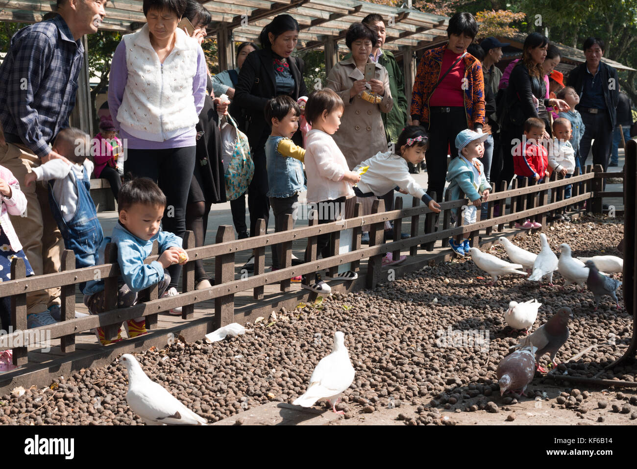 Chinese Children feeding wildlife - people doing things - kids nature birds Stock Photo