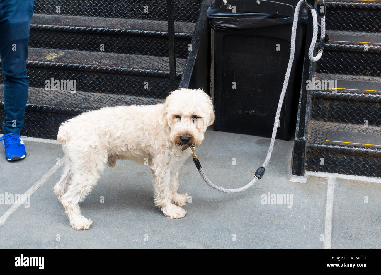Goldendoddle dog tied to a railing on a cord Stock Photo - Alamy