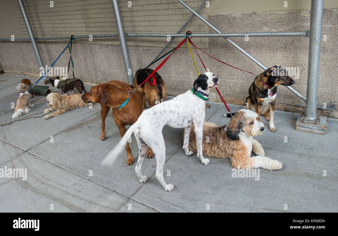 9 dogs of various breeds tied at a construction site Stock Photo Alamy