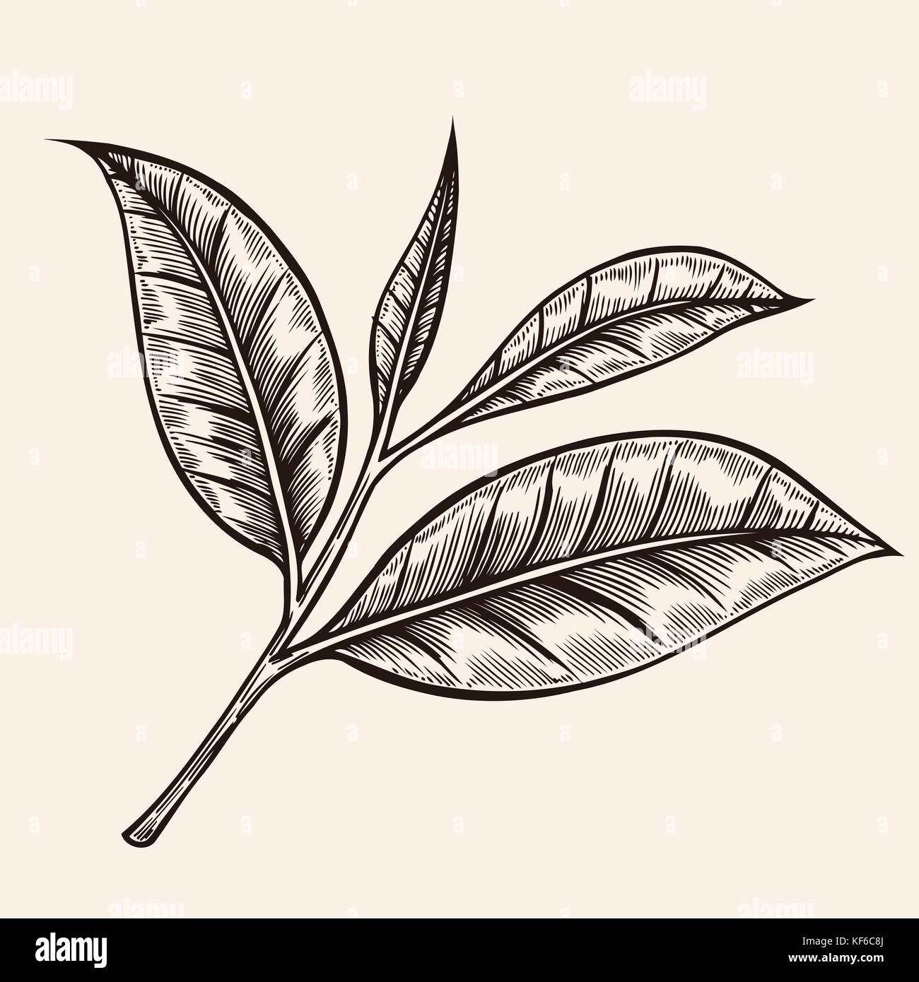 Scalable tree vector vectors hi-res stock photography and images - Alamy