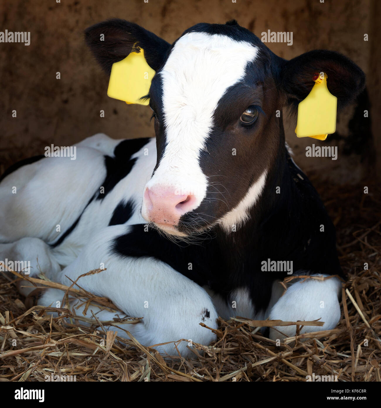 young black and white calf lies in straw and looks alert Stock Photo ...