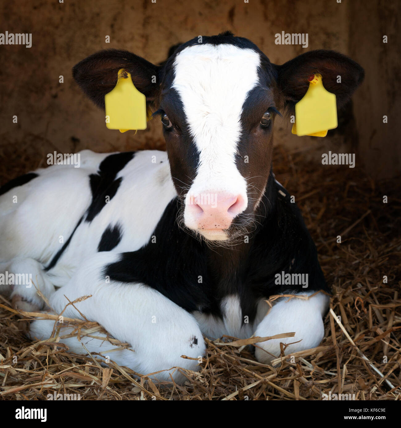 cute young black and white calf lies in straw Stock Photo - Alamy