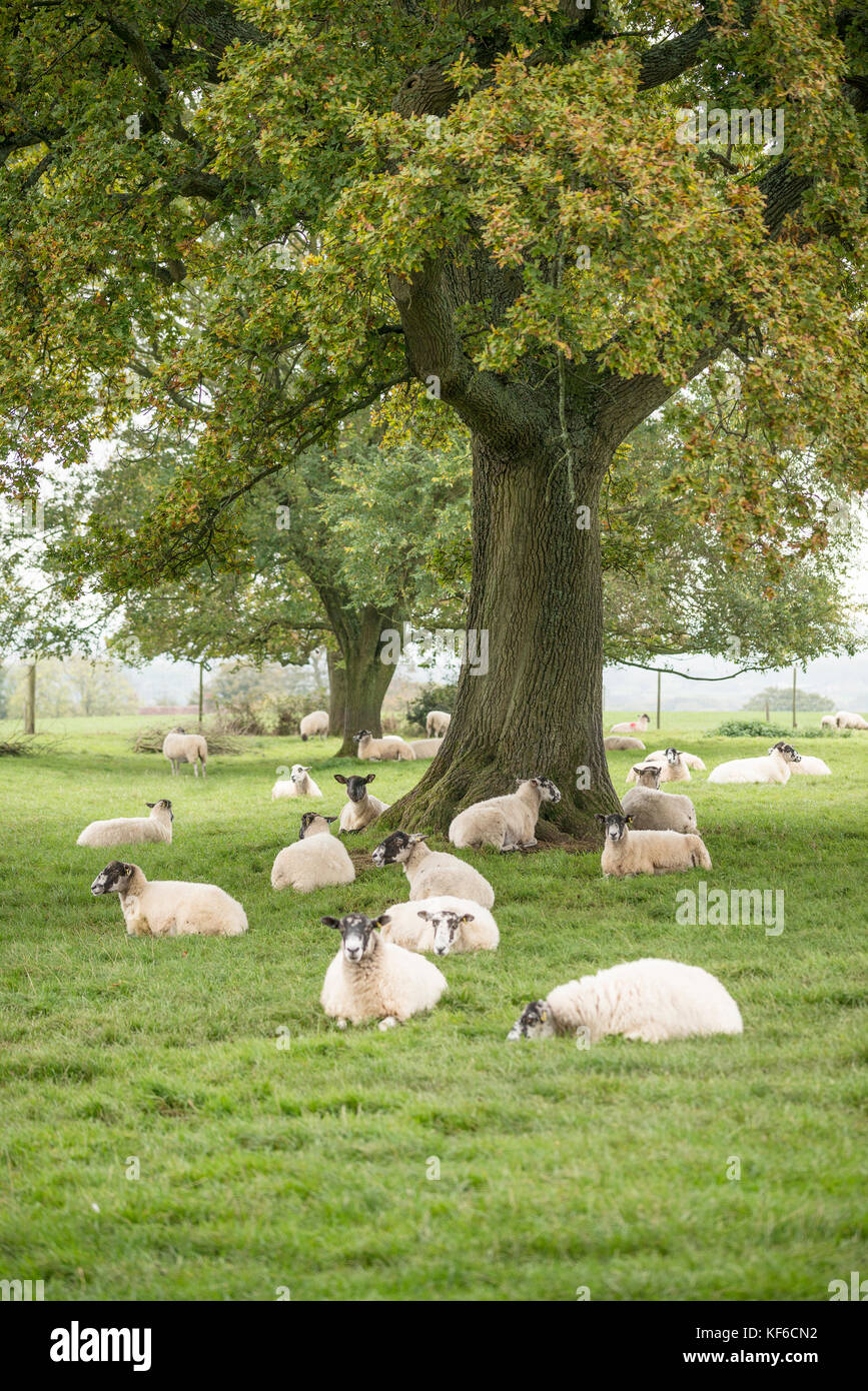 Sheep in farm field landscape in Autumn Fall Stock Photo