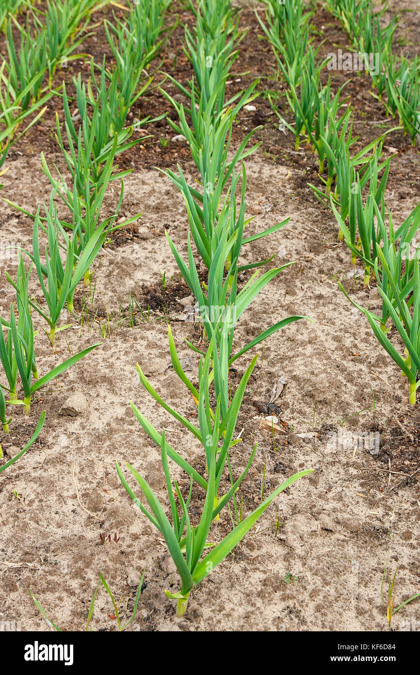 Garlic grows on the vegetable bed. Feathers green onion and garlic are