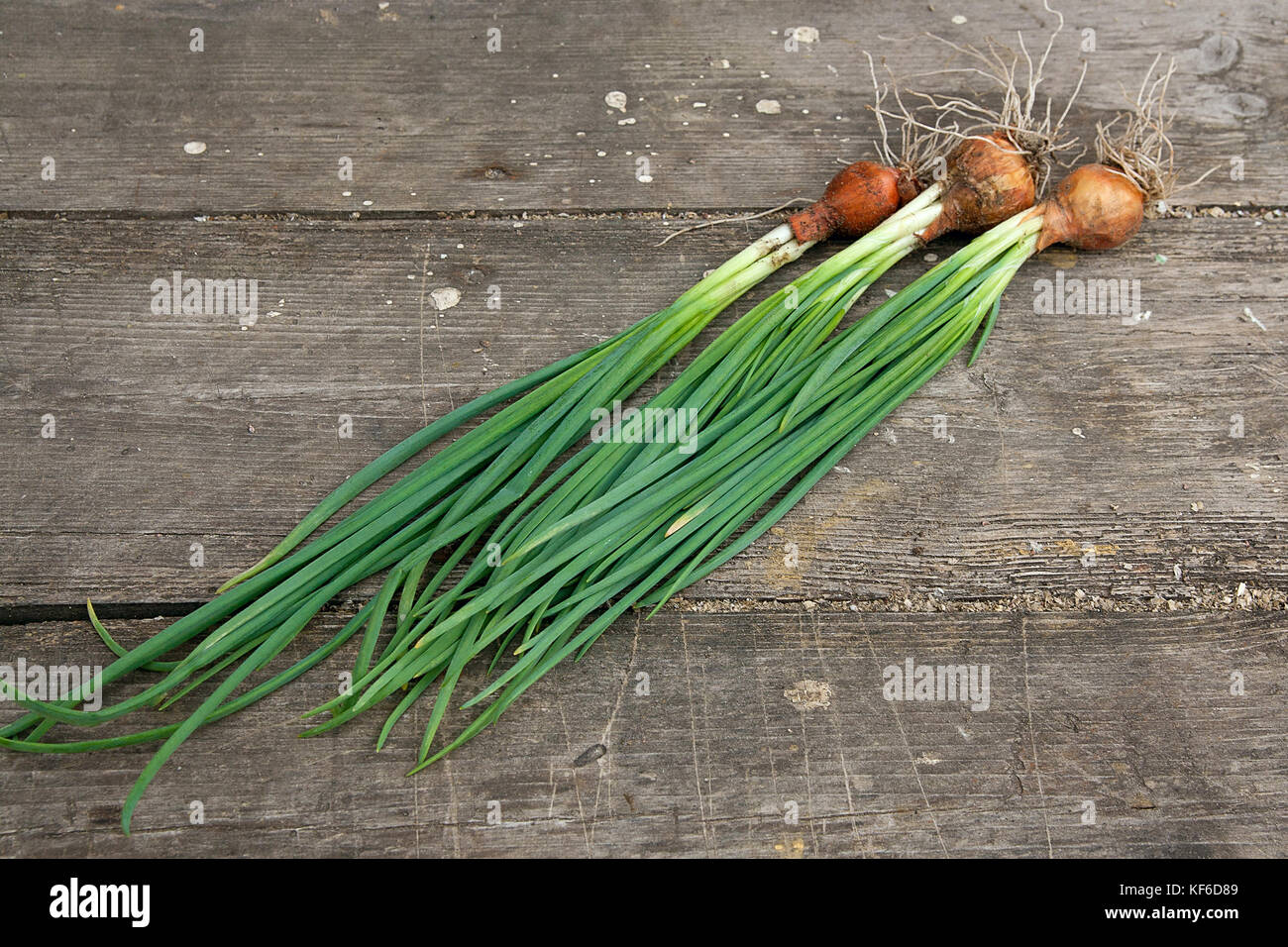 Spring onions are rich in vitamins,minerals and natural compound. Green