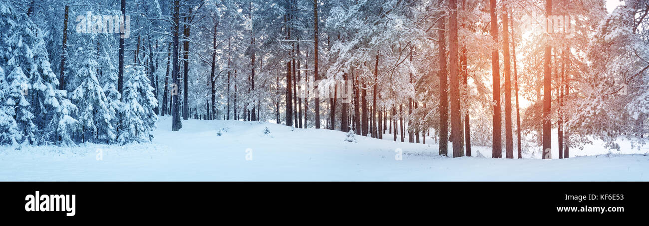 Pine trees covered with snow Stock Photo - Alamy