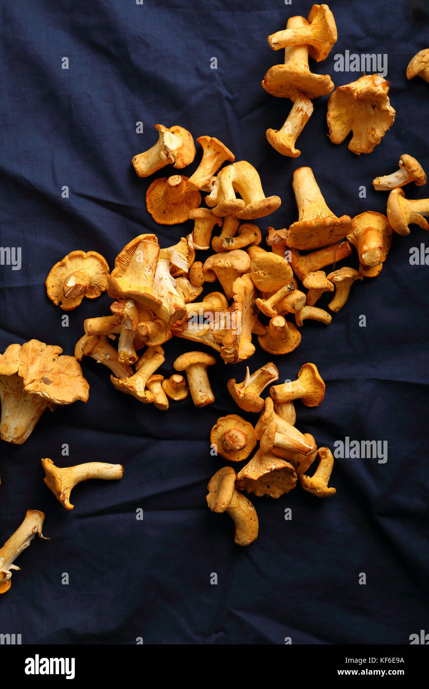Harvest of wild chanterelles, food above Stock Photo Alamy