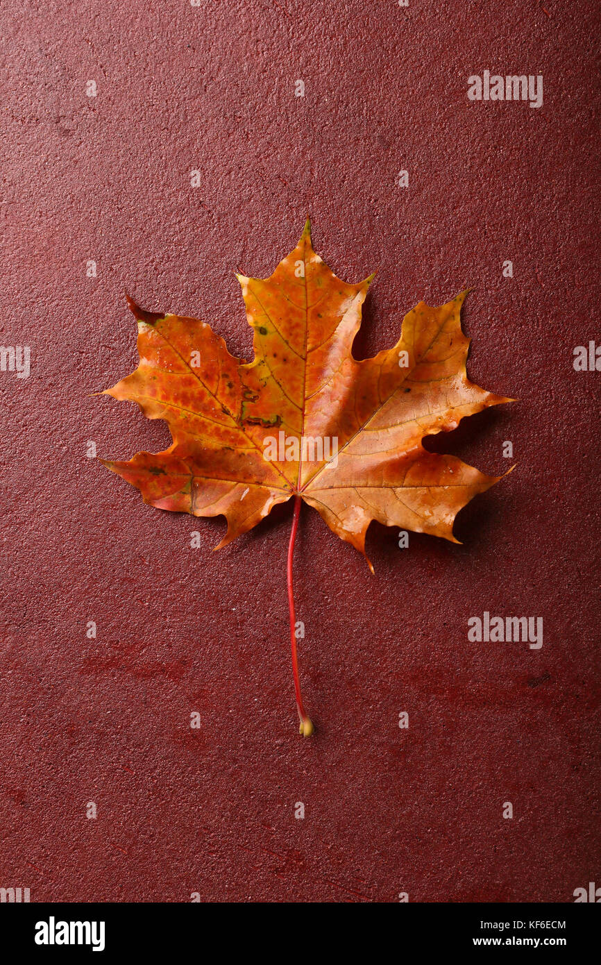 Red maple leaves on red background, autumn Stock Photo - Alamy