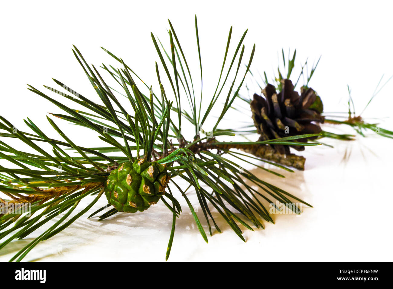 Natural Christmas Decoration Close-up pine cones of a pine branch ...