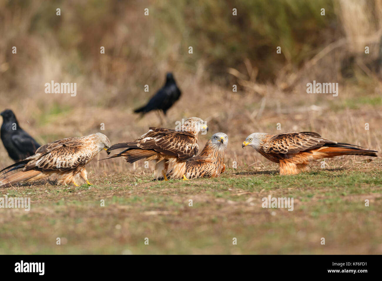 Beautiful adult black kites on the meadow Stock Photo - Alamy