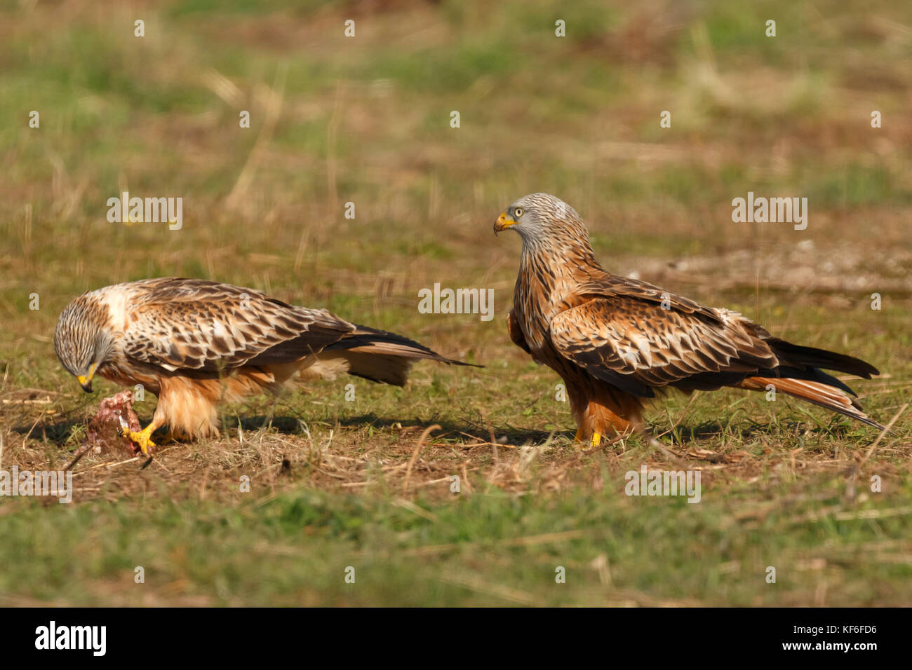 Beautiful adult black kites on the meadow Stock Photo - Alamy