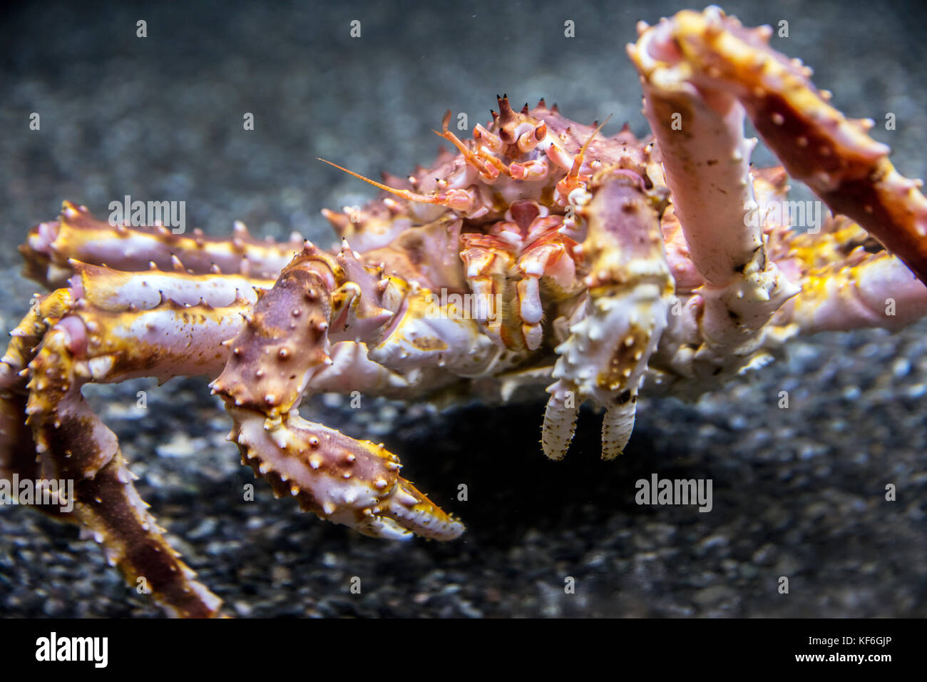 USA, Alaska, Seward, a king crab inside of the Alaska SeaLife Center Stock Photo