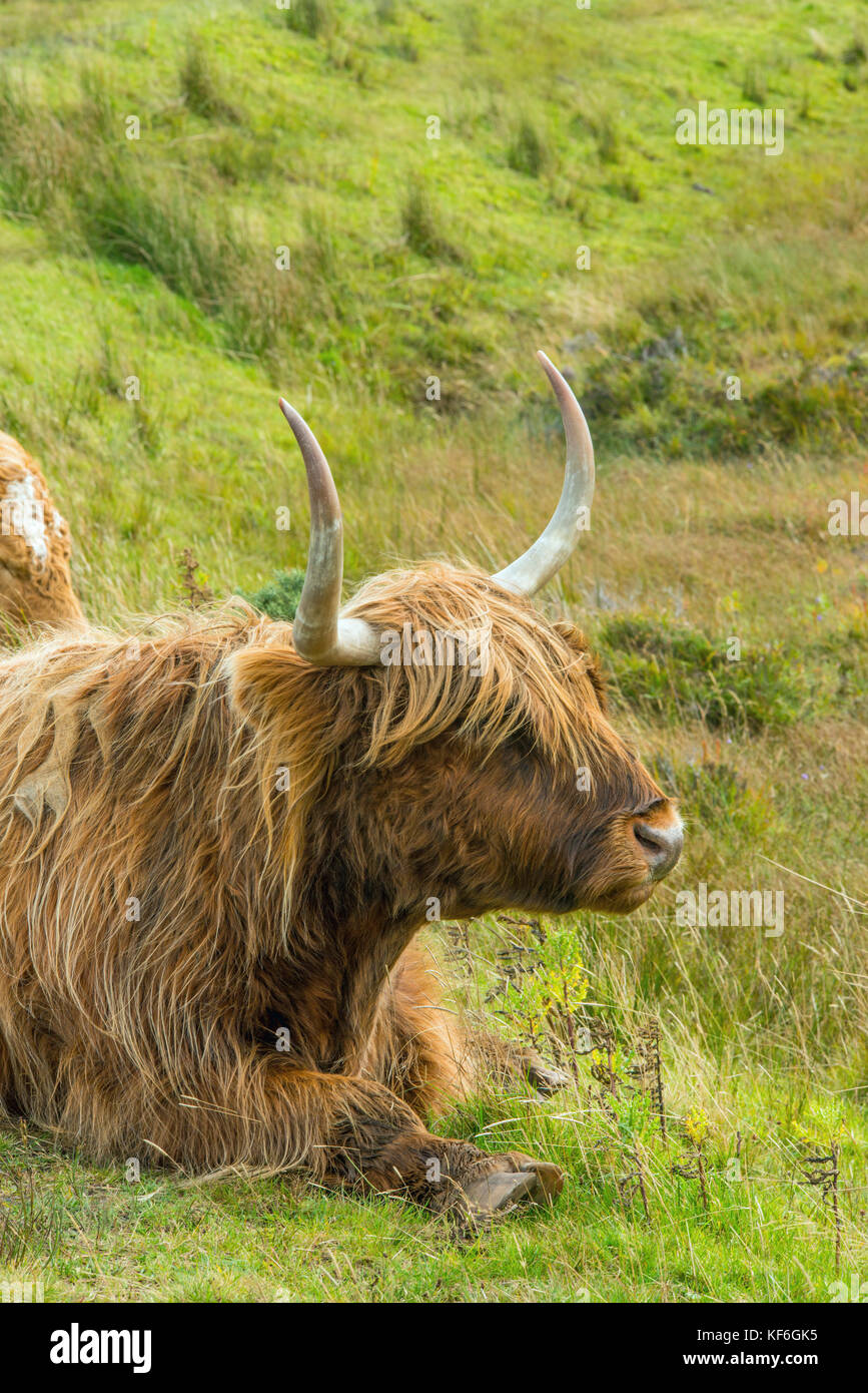 Highland Cow Grazing on the Isle of Skye near Elgol Stock Photo - Alamy