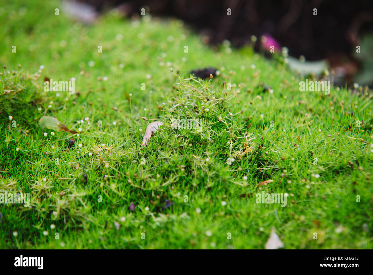 close up on small flowers of sagina subulata Stock Photo