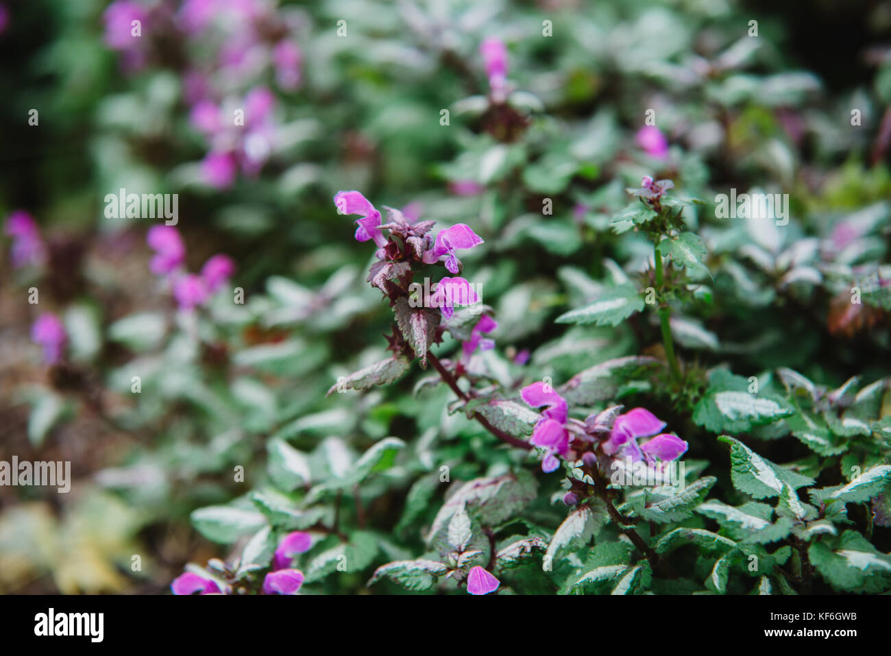 close up on flowers of laminum maculatum Stock Photo
