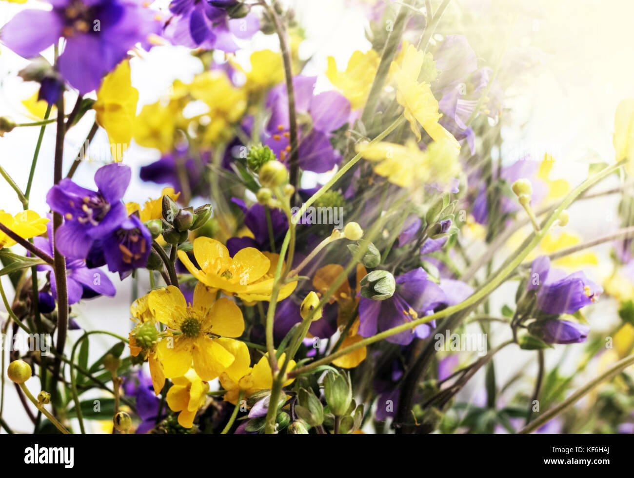 Yellow and purple flowers on summer happy day Stock Photo