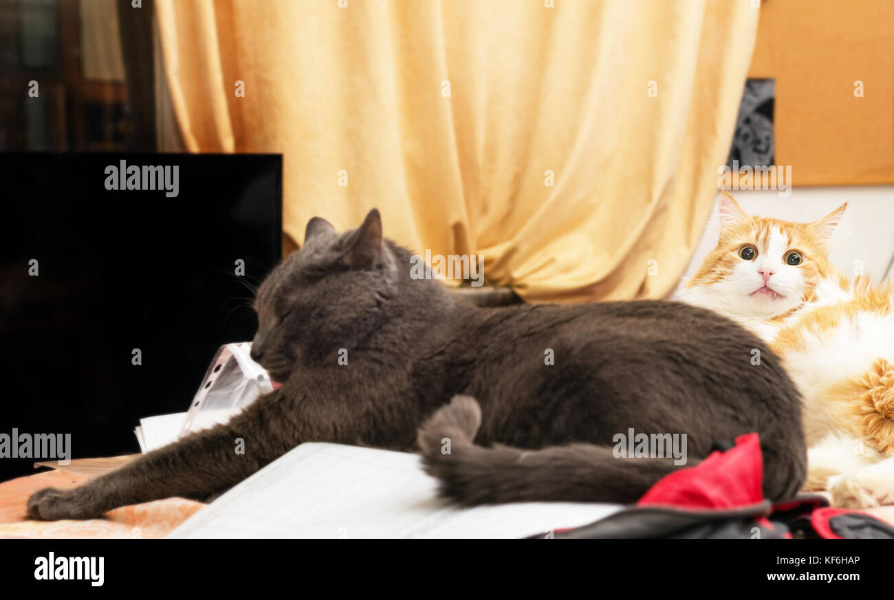 Two adult cats grey and red in room Stock Photo