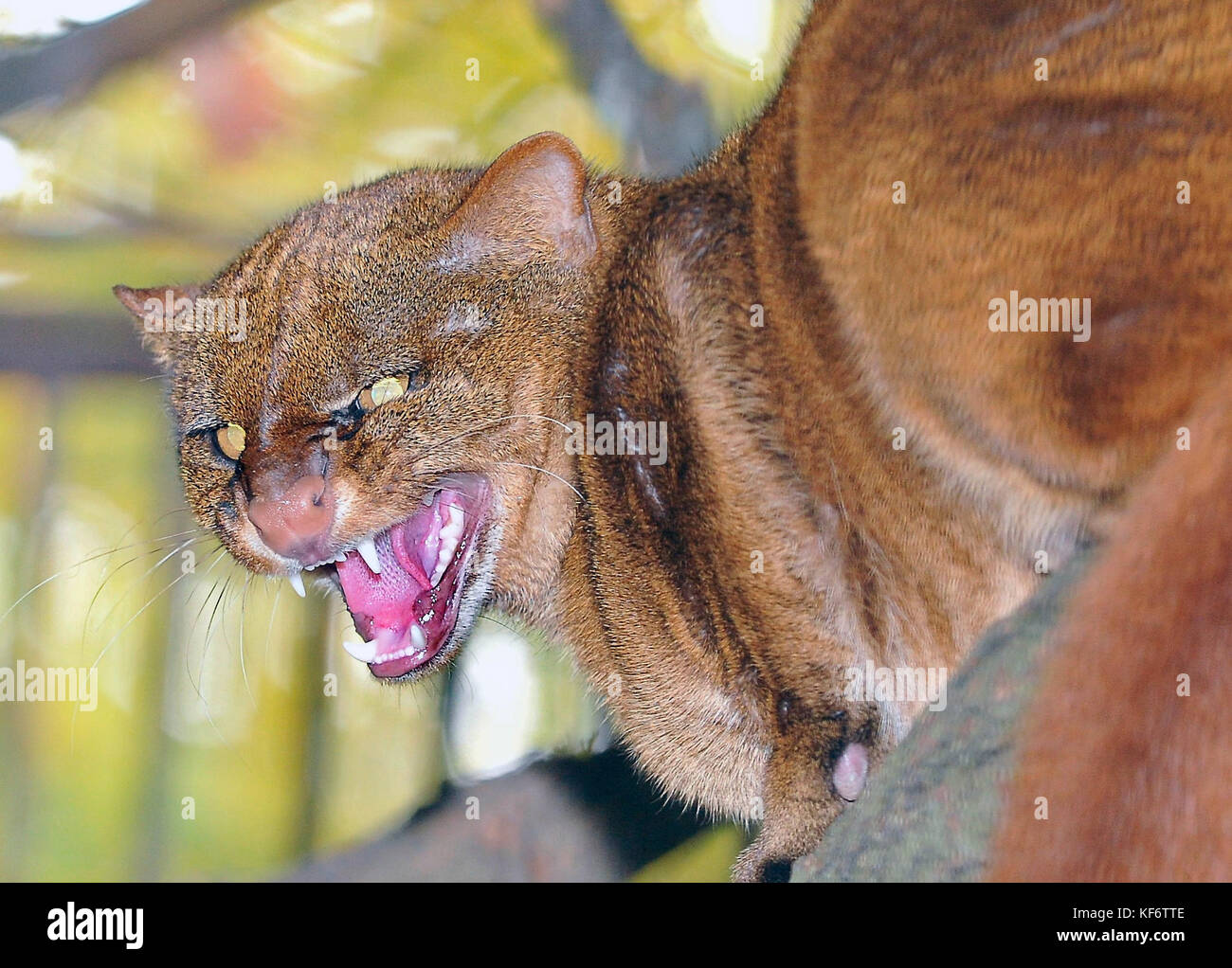 Jaguarundi (Puma yagouaroundi) is seen in Brno Zoo, Czech Republic, on  October 26, 2017. The zoo introduced new animal additions in this day. (CTK  Photo/Igor Zehl Stock Photo - Alamy