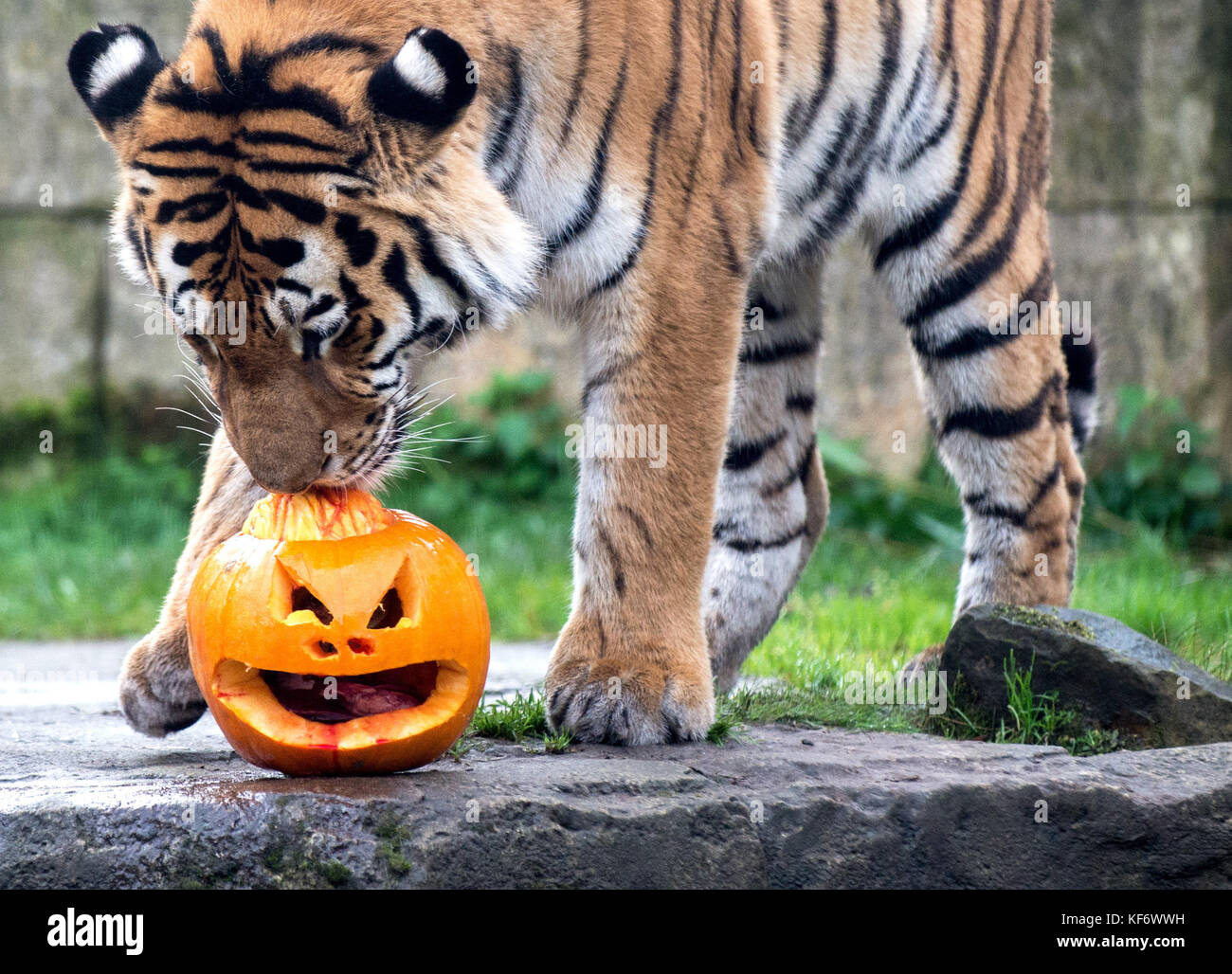 Hanover, Germany. 26th Oct, 2017. A tiger investigates a pumpkin in the zoo  in Hanover, Germany, 26 October 2017. Carved pumpkins were given to the  animals yesterday. Credit: Hauke-Christian Dittrich/dpa/Alamy Live News